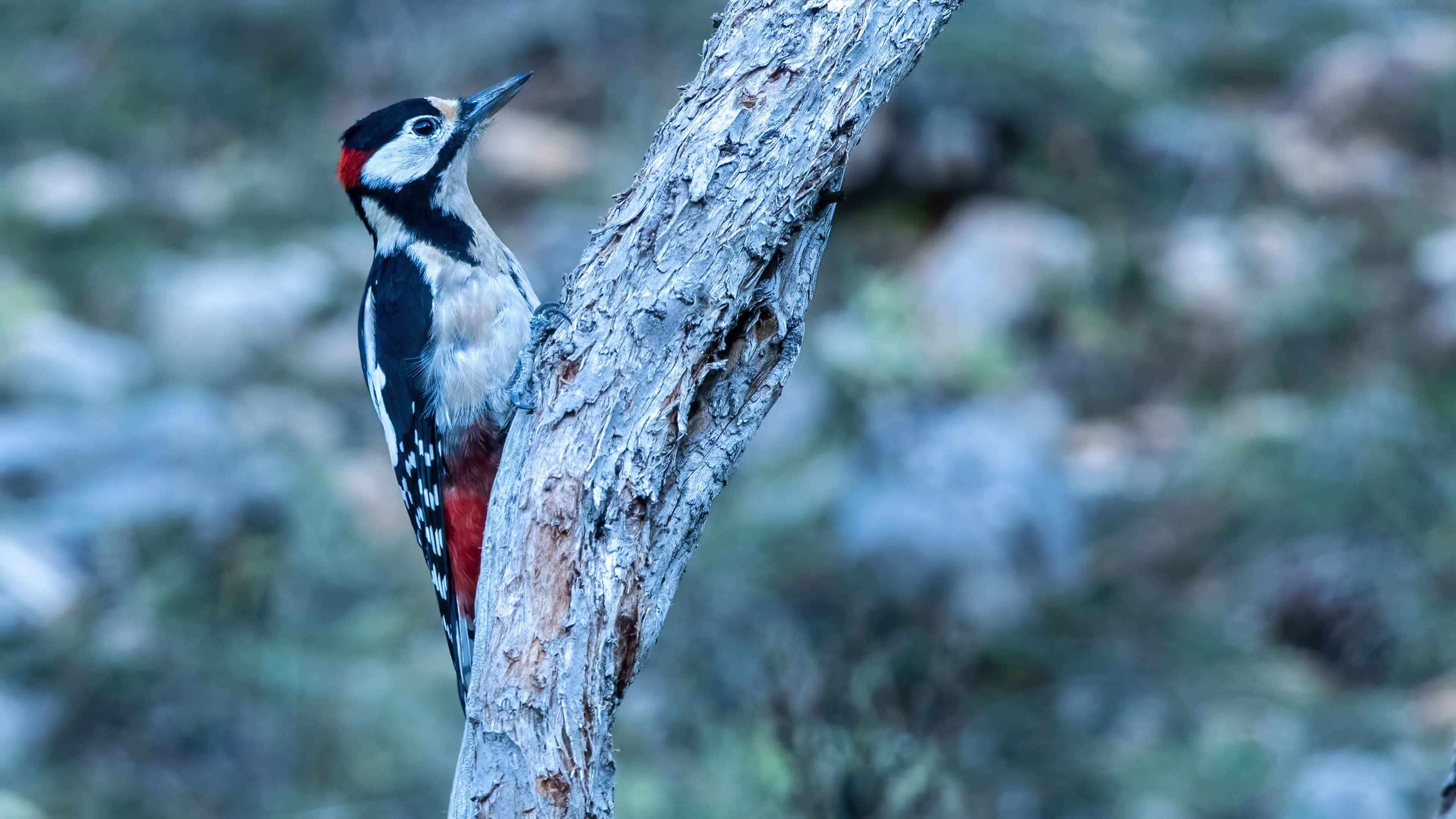 Great Spotted Woodpecker